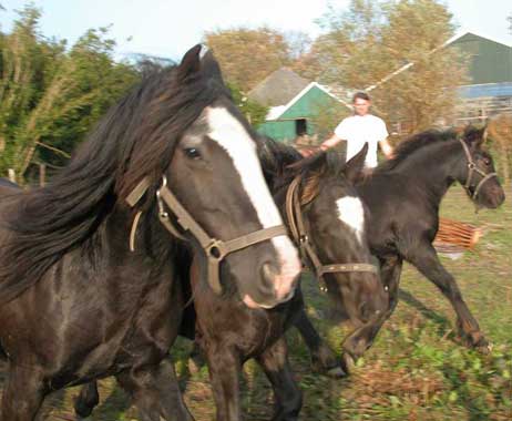 paarden