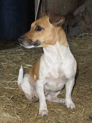 onze hond